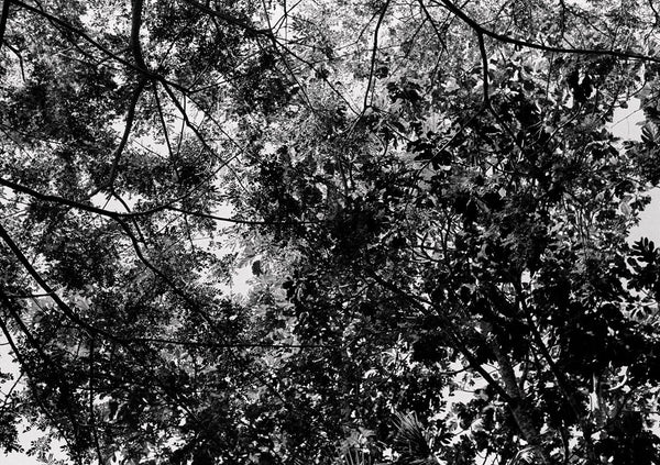 LOOK UP 14 - KaizenKollective