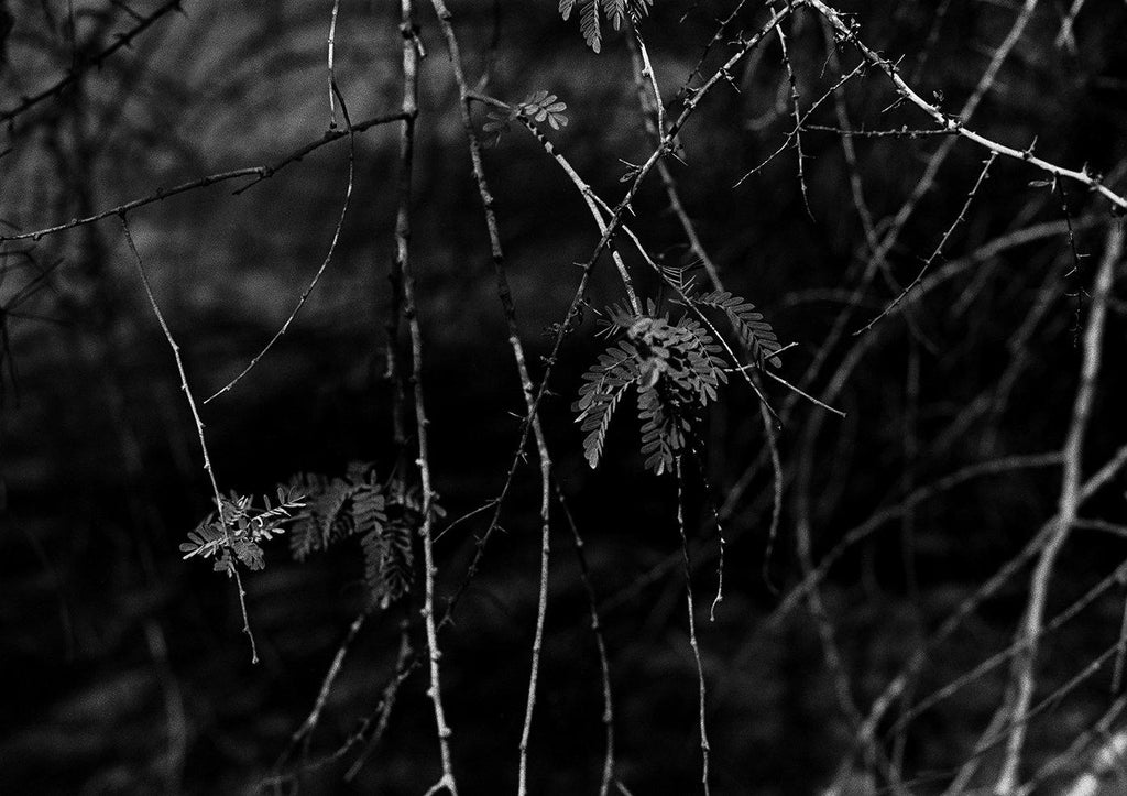ROOTS 2 - KaizenKollective